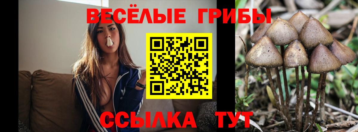 Псилоцибиновые грибы Cubensis Сызрань